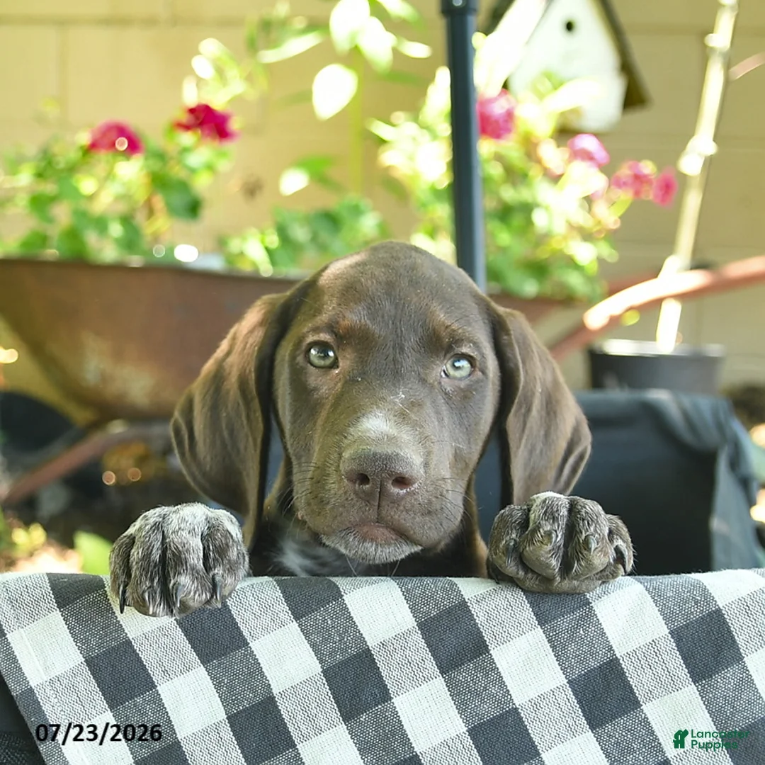 German Shorthaired Pointer dogs for sale: Jasper  - Ad 3