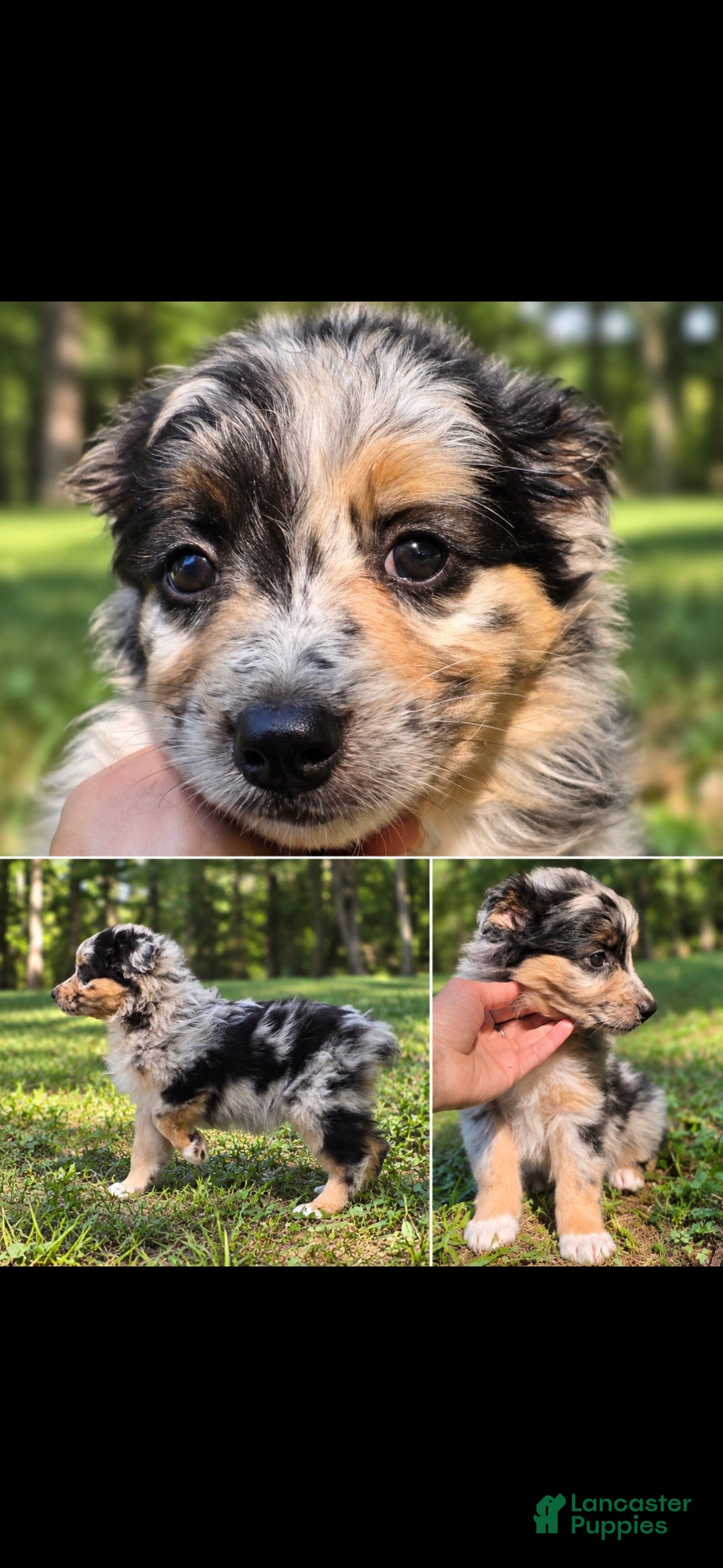 Australian Shepherd dogs Australian Shepherd 1 - Ad 31