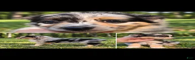 Australian Shepherd 1