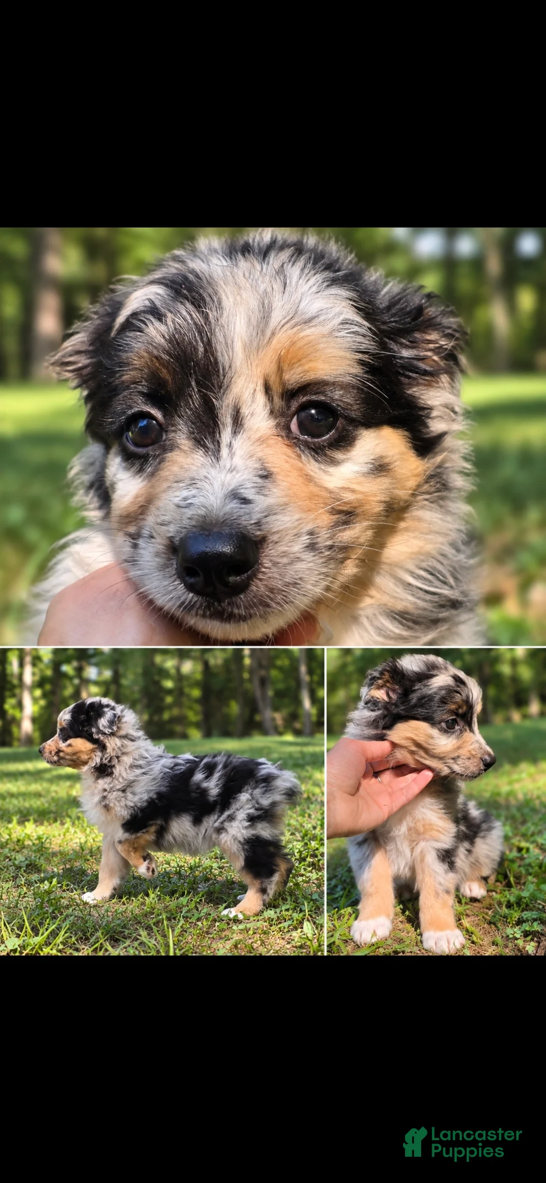 Australian Shepherd dogs for sale: Australian Shepherd 1 - Ad 1