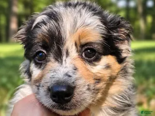 Australian Shepherd dogs Australian Shepherd 1 - Ad 31