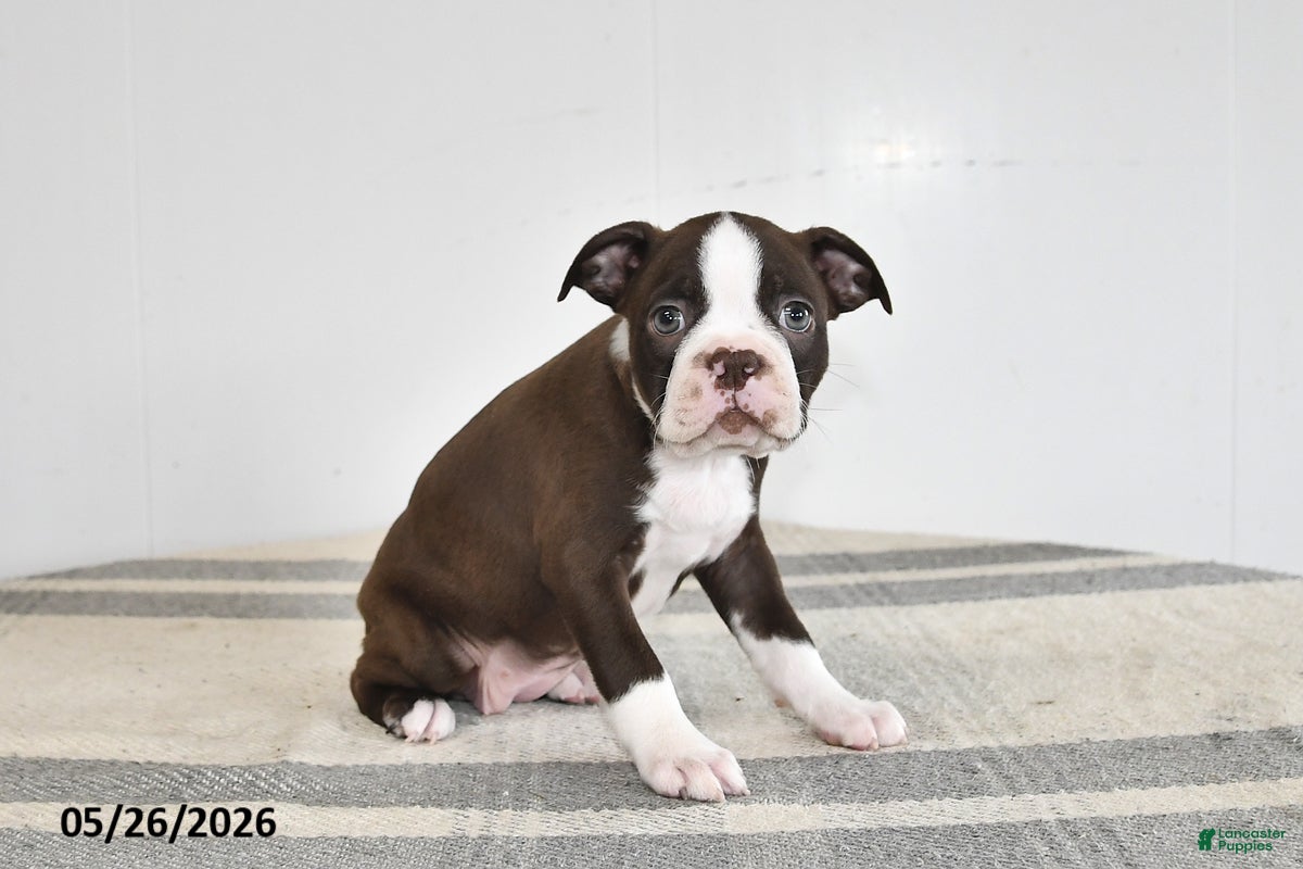Boston Terrier dogs Fern - Ad 2