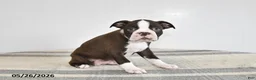 Boston Terrier dogs for sale: Fern - Ad 2