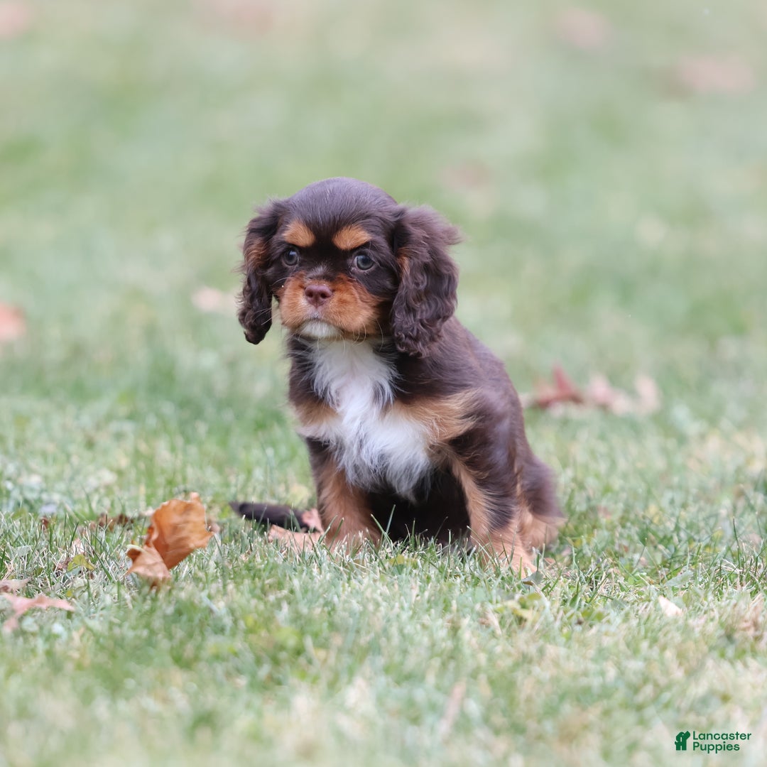 Cavalier King Charles Spaniel dogs for sale: Twix - Ad 7