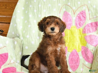 Mini Goldendoodle dogs - Ad 27