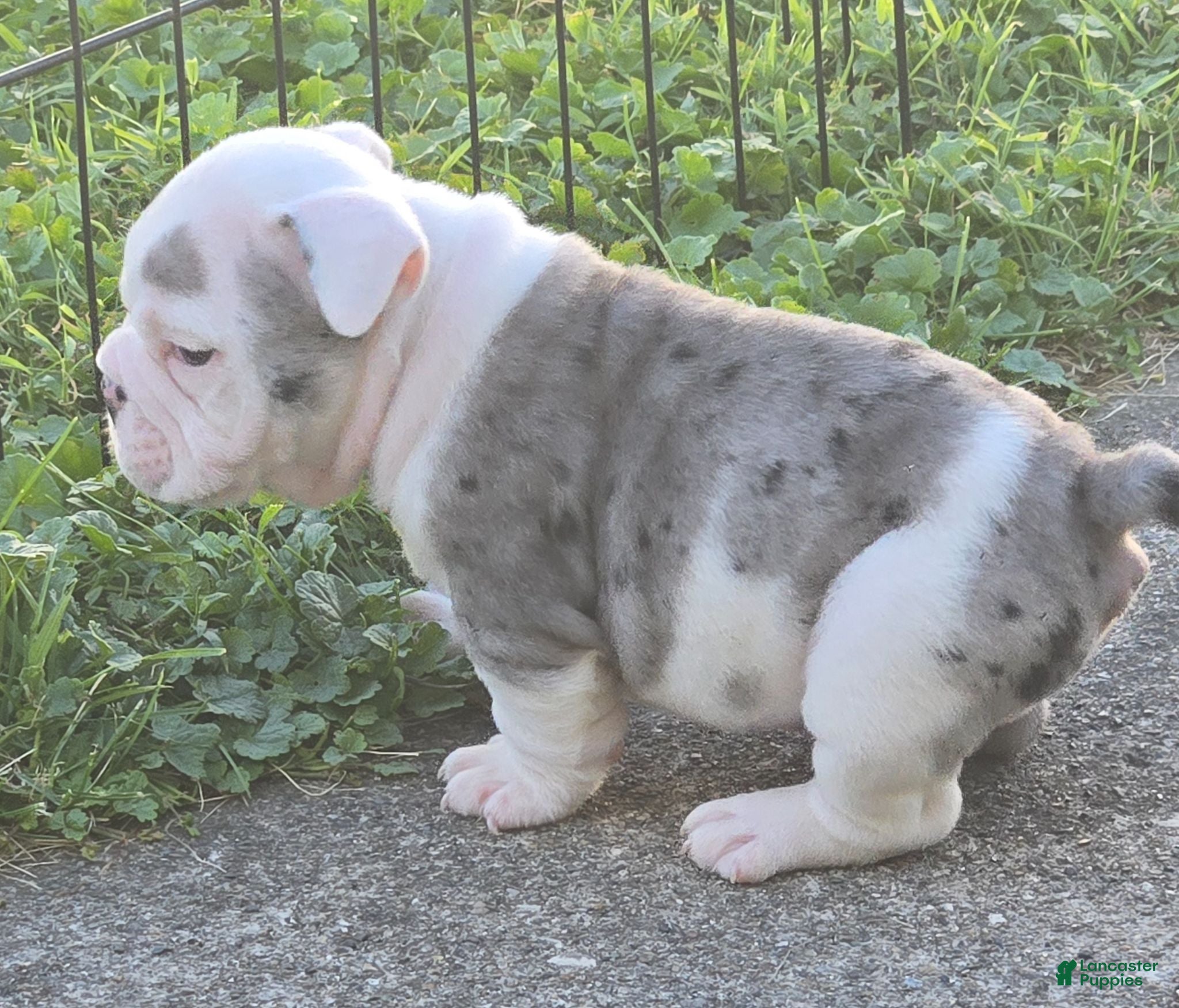 English Bulldog dogs Toby - Ad 2