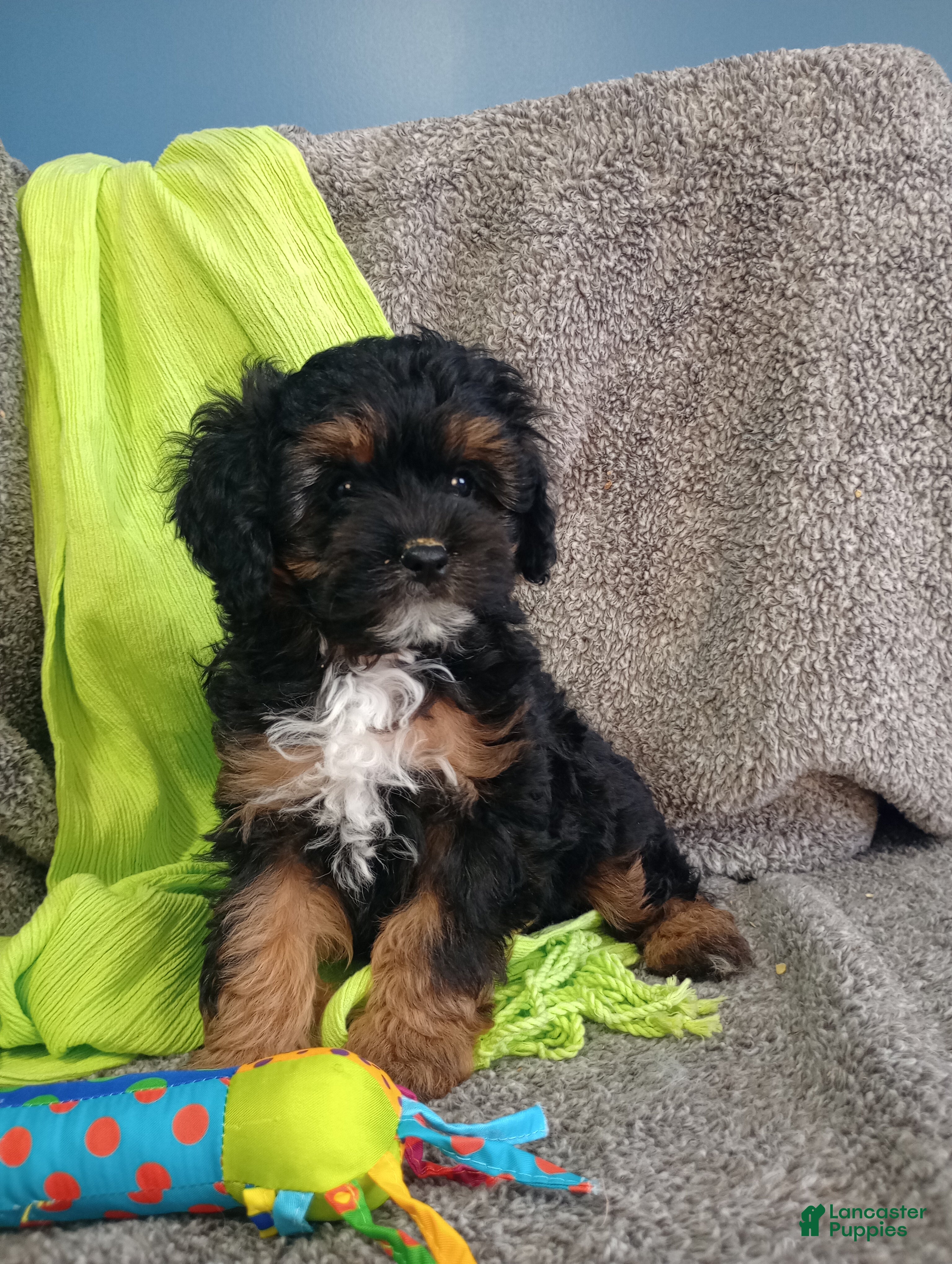 Cavapoo dogs River - Ad 1
