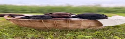 German Shorthaired Pointer dogs for sale: Fields  - Ad 5
