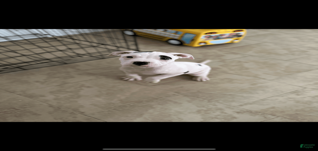 Gallery Image {{count}}