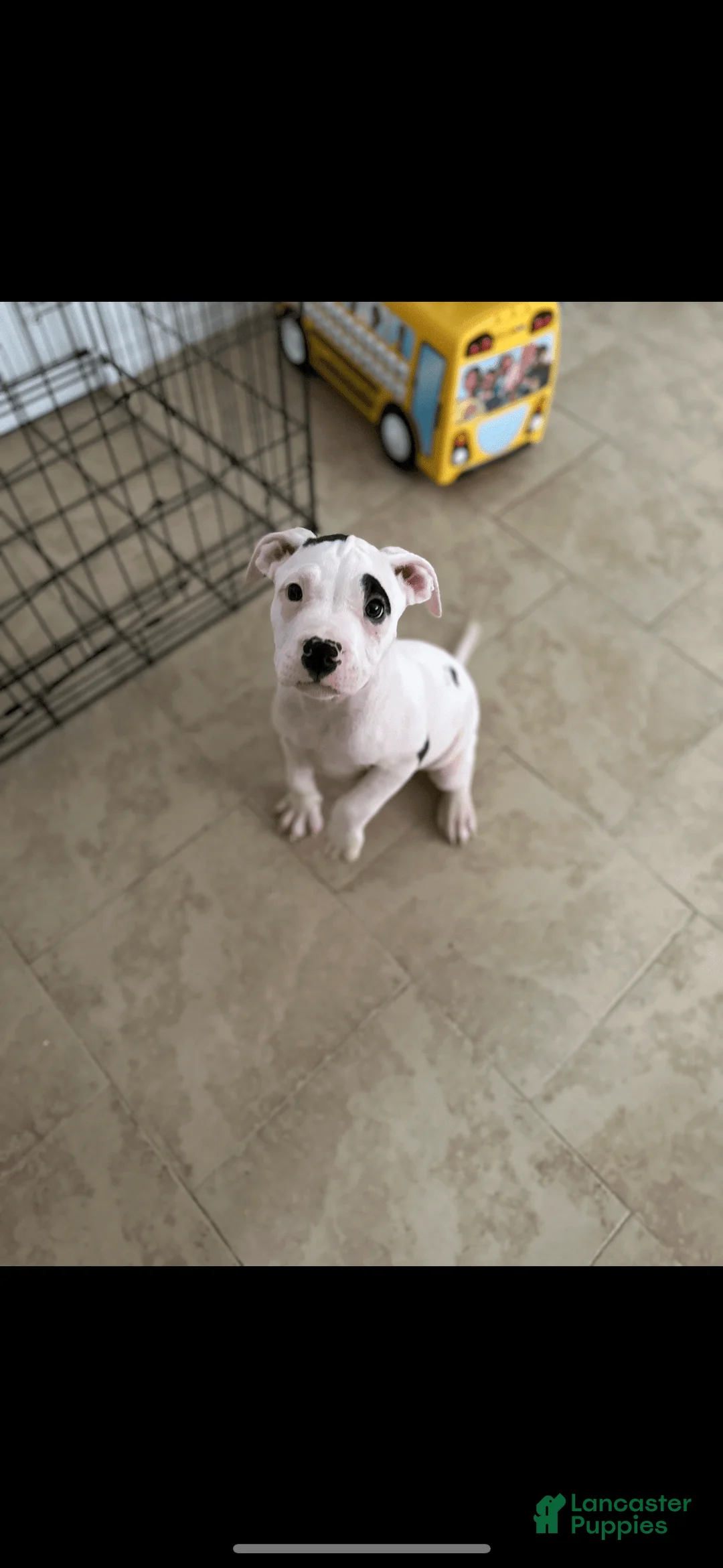 Gallery Image {{count}}