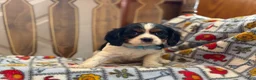 Cavalier King Charles Spaniel dogs for sale: Teresa - Ad 2
