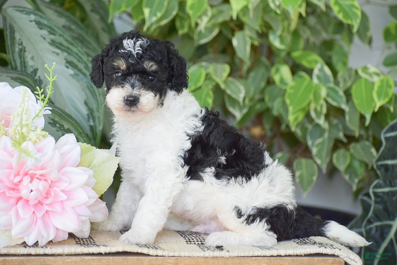 Miniature Poodle dogs Hank - Ad 1