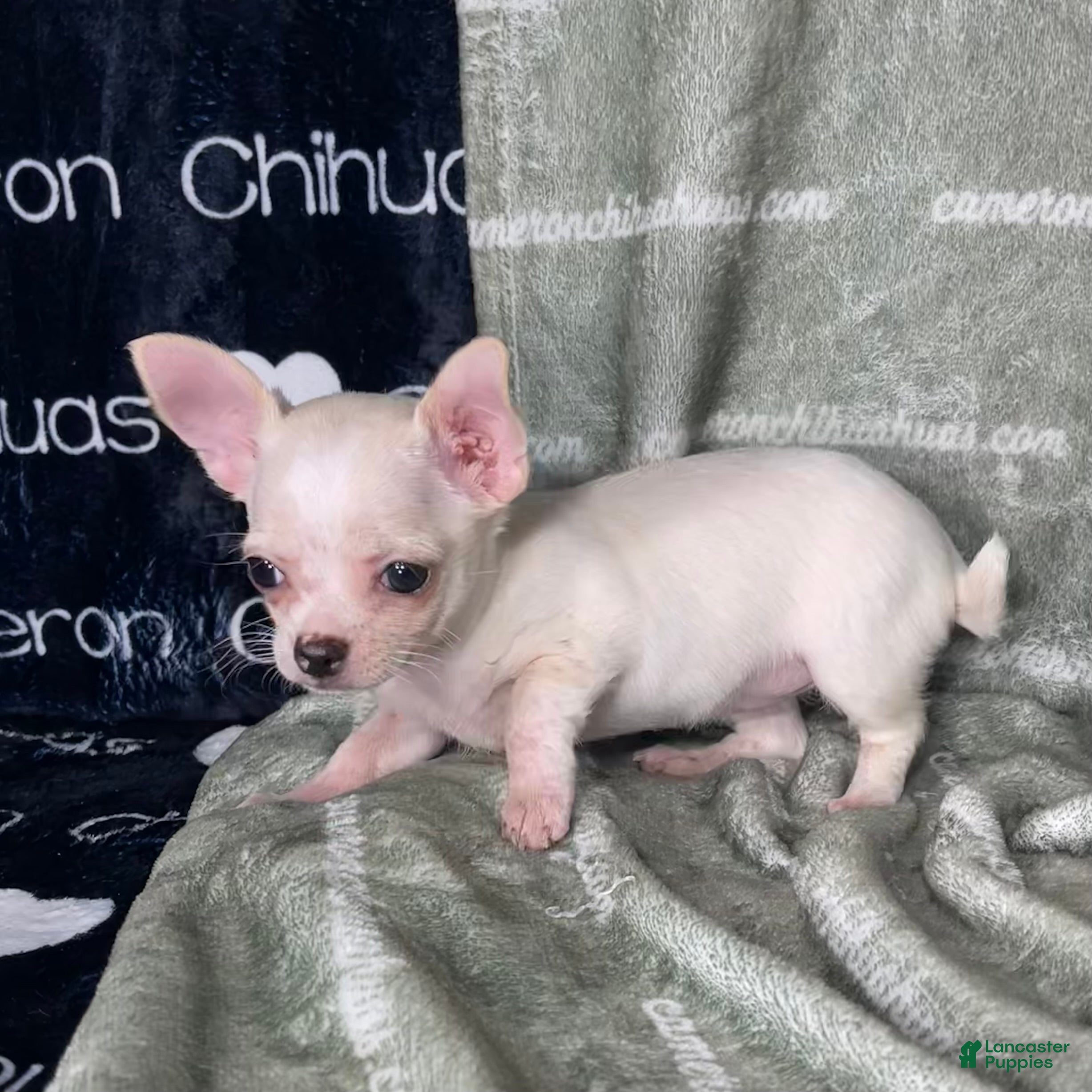 Chihuahua dogs for sale: Chloe Smooth Coat Cream - Ad 1