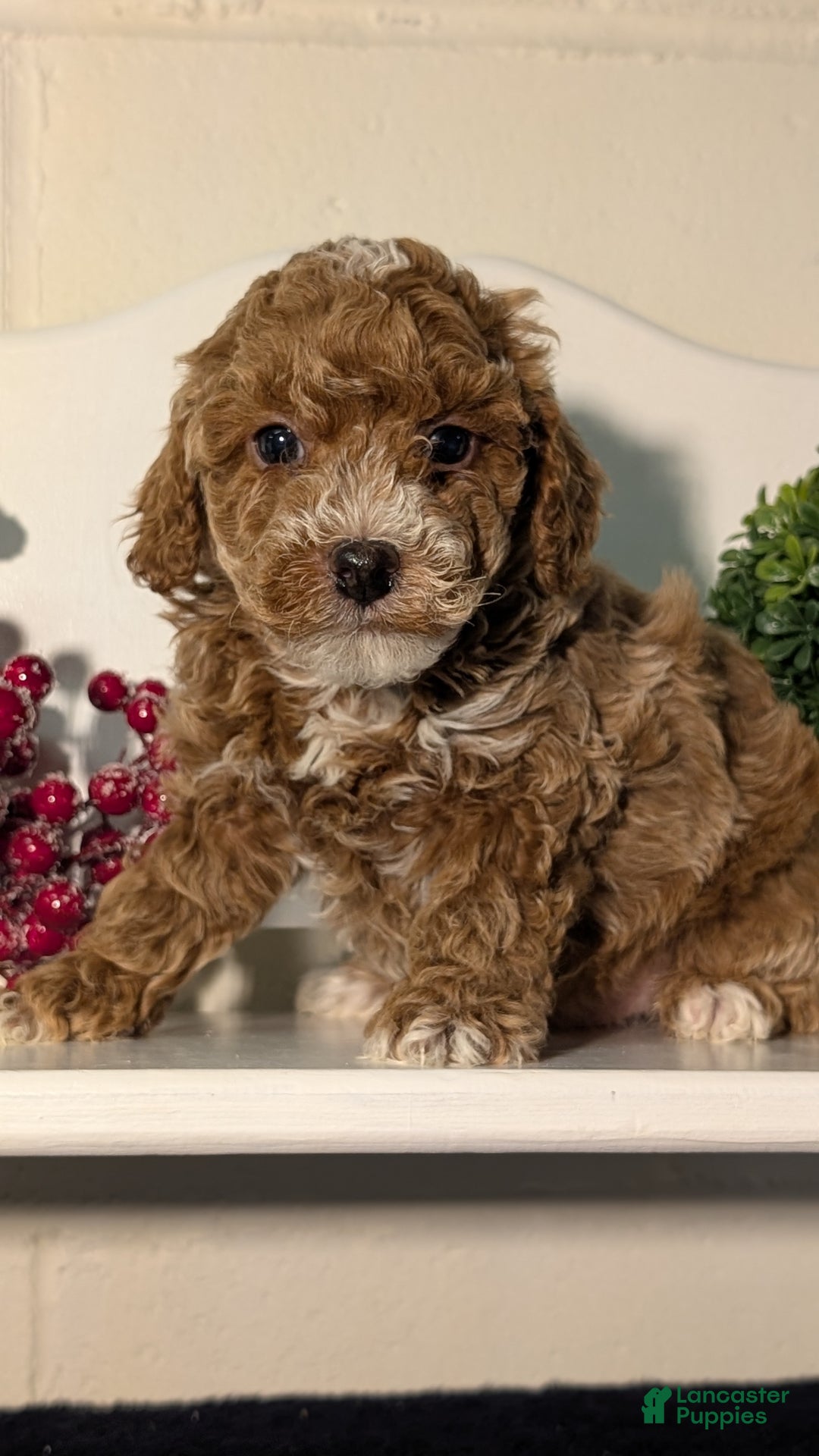Miniature Poodle dogs for sale: Hudson - Ad 2