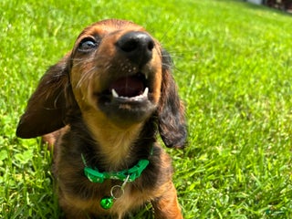 Miniature Dachshund dogs - Ad 4