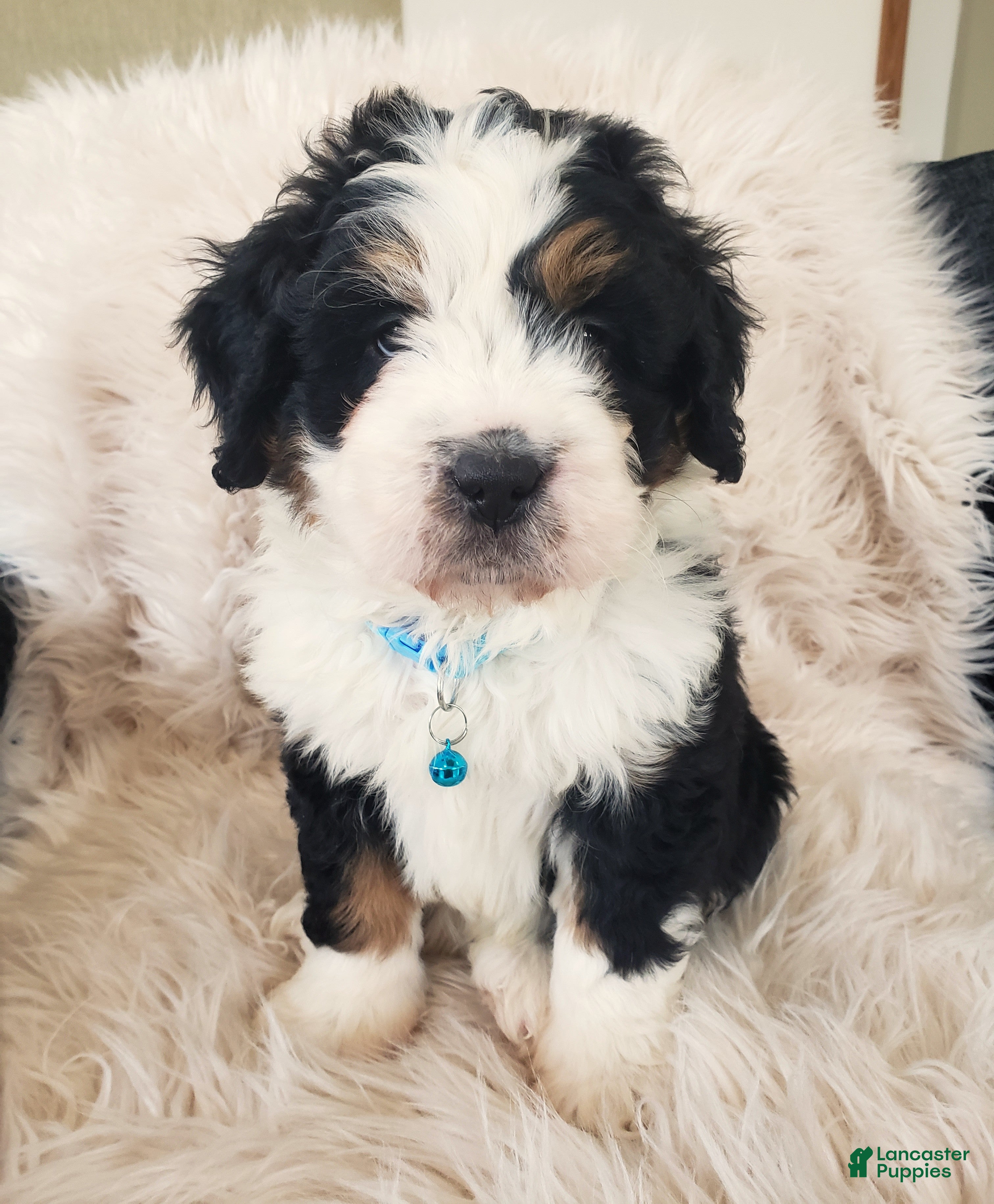 Mini Bernedoodle dogs Otis-Health Tested Parents - Ad 1