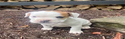 Mixed Breed dogs for sale: Minnie - Ad 2