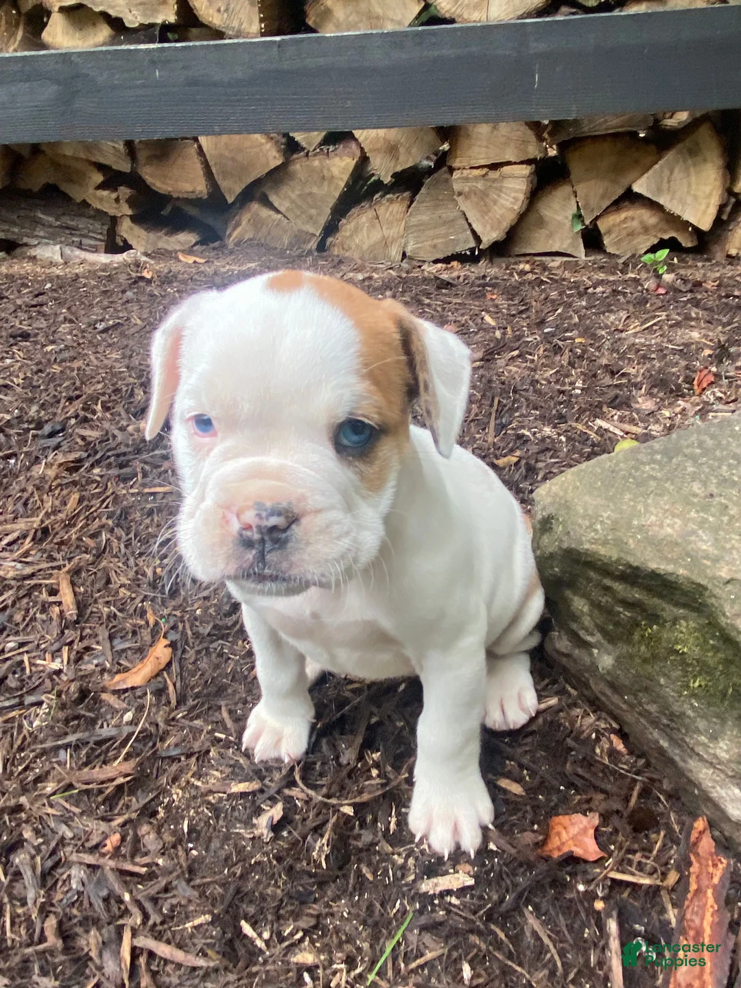 Mixed Breed dogs for sale: Minnie - Ad 2