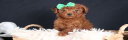 Miniature Poodle dogs for sale: BUSTER - Ad 11