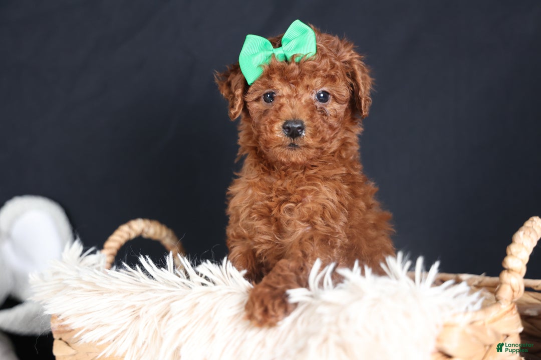 Miniature Poodle dogs for sale: BUSTER - Ad 11