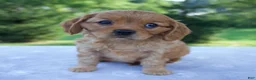 Mixed Breed dogs for sale: Remington - Ad 3