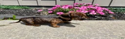 Miniature Dachshund dogs for sale: Miniature Dachshund 3 - Ad 6