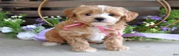 Maltipoo dogs for sale: Bella - Ad 9