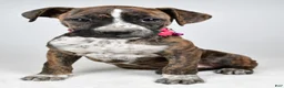 Boxer dogs for sale: Roxan Boxer mix - Ad 8