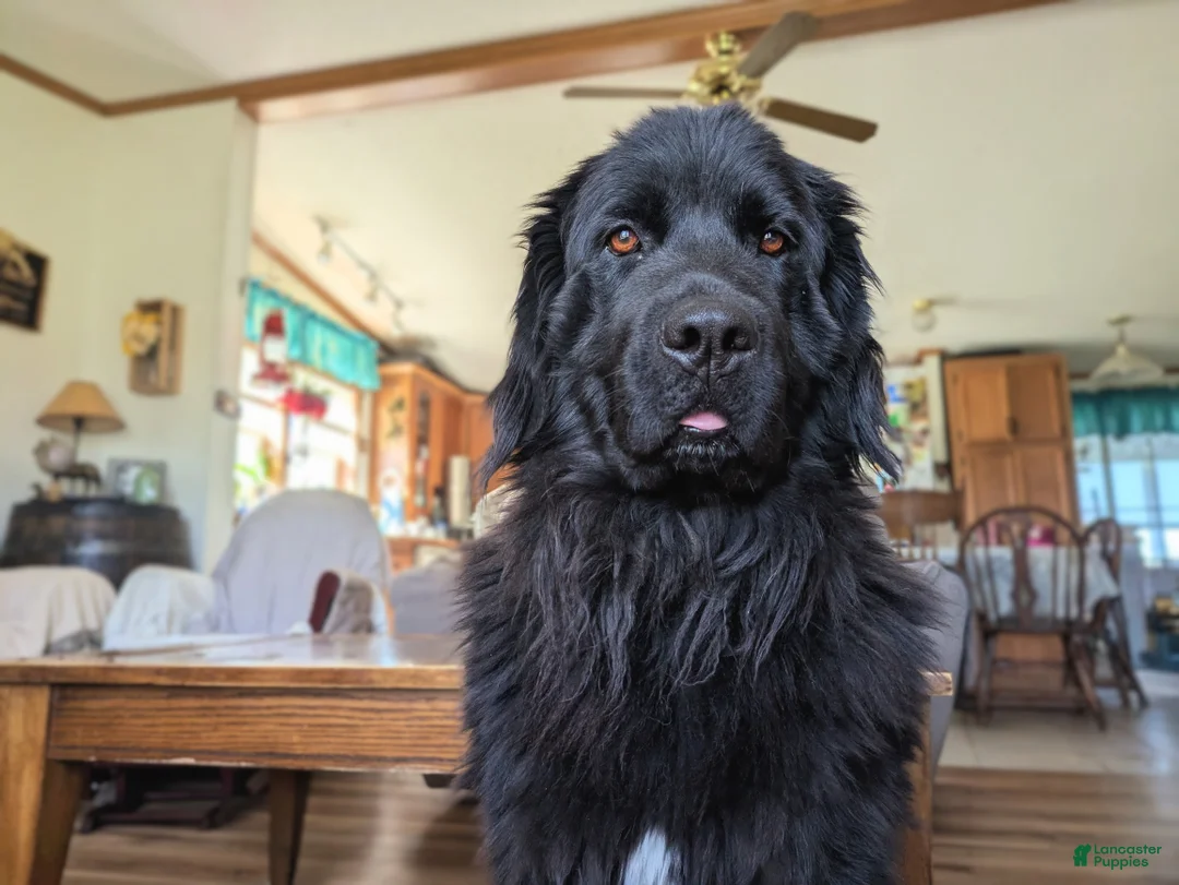 Newfoundland dogs for sale: Purple collar - Ad 5