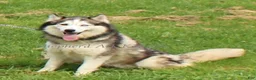 Gerberian Shepsky dogs for sale: Pink Collar Female - Ad 2