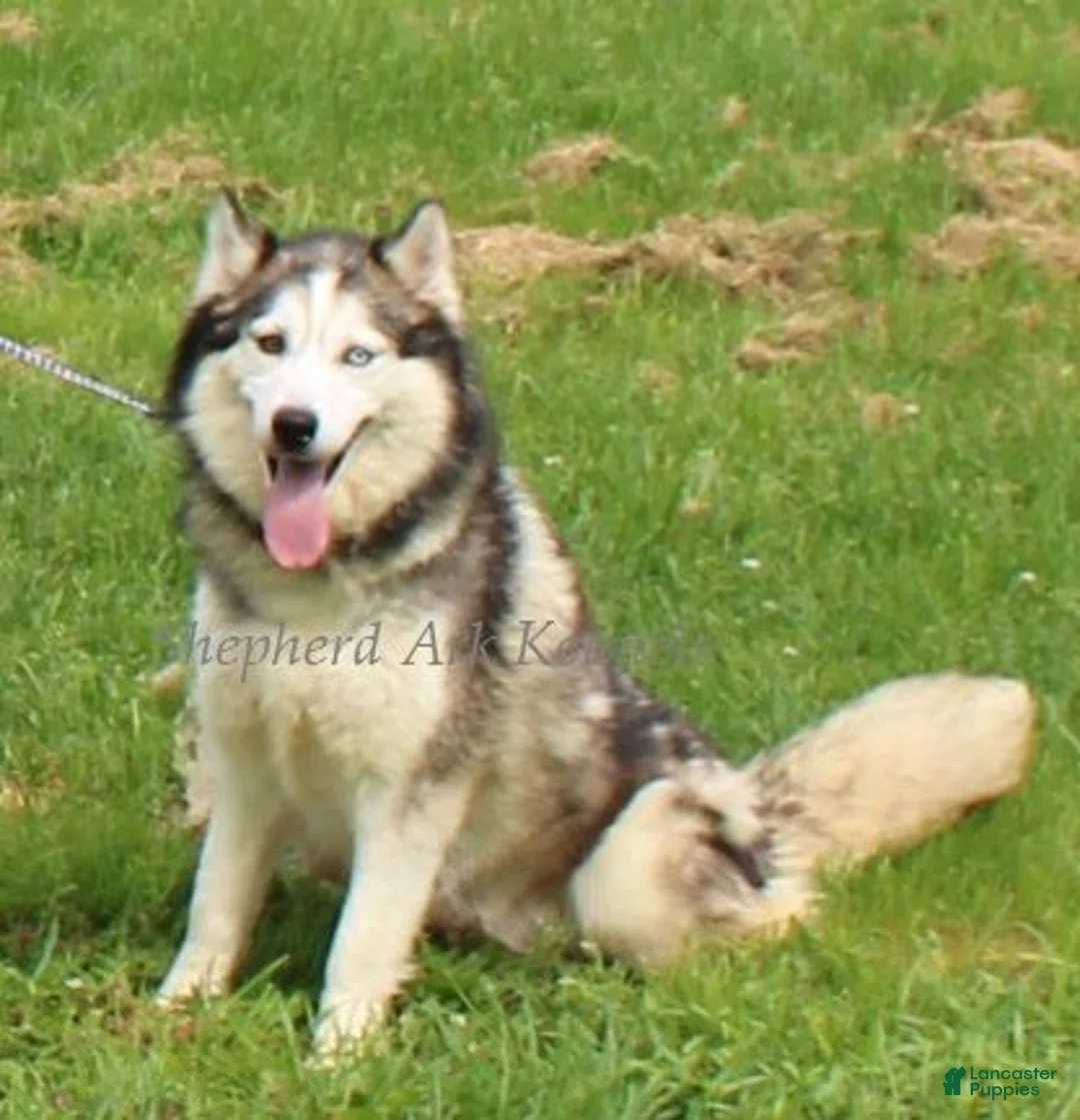 Gerberian Shepsky dogs for sale: Pink Collar Female - Ad 2