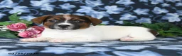 Jack Russell Terrier dogs for sale: Andy - Ad 2