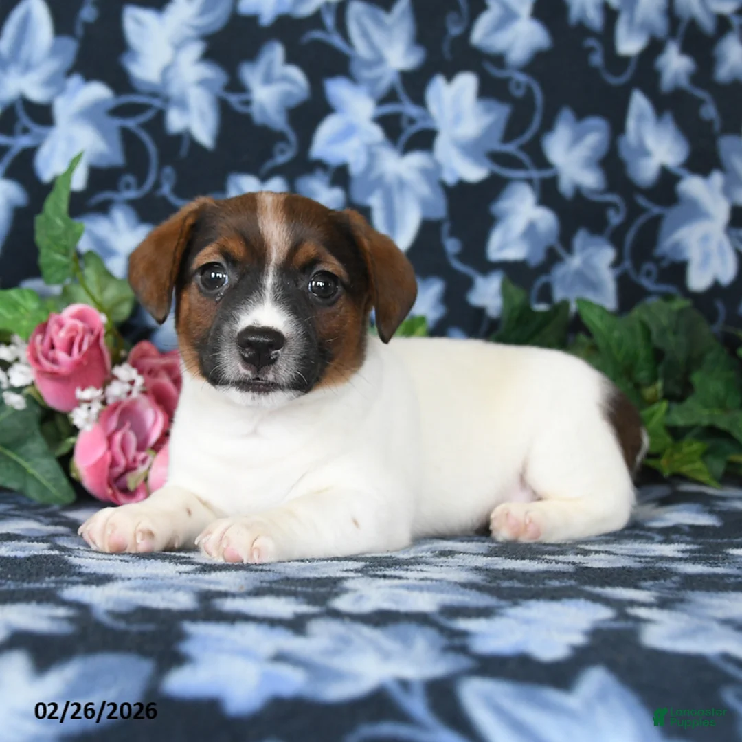 Jack Russell Terrier dogs for sale: Andy - Ad 2