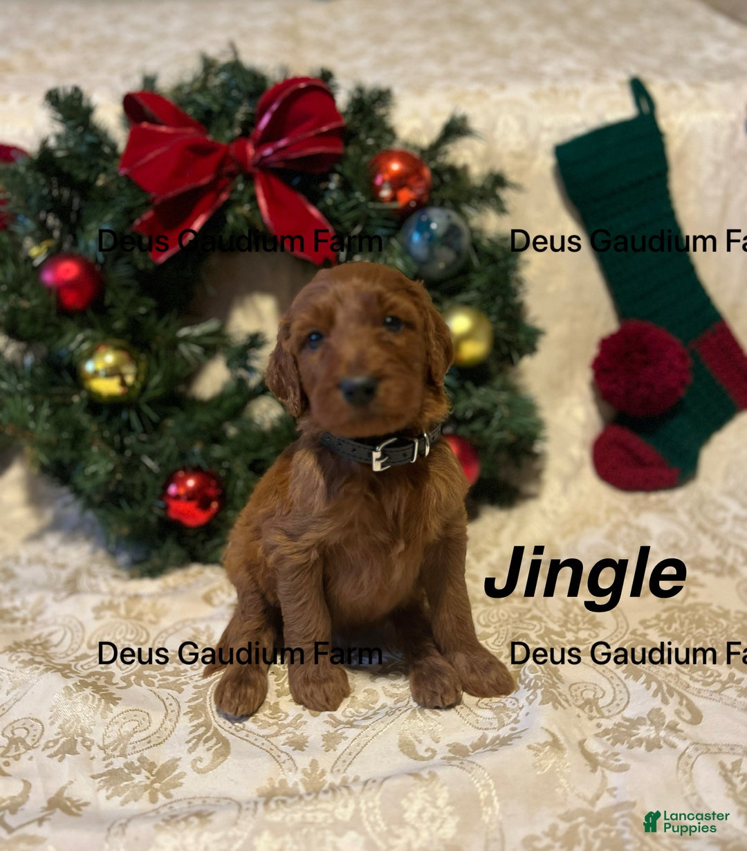 Irish Doodle dogs for sale: Jingle - Ad 1