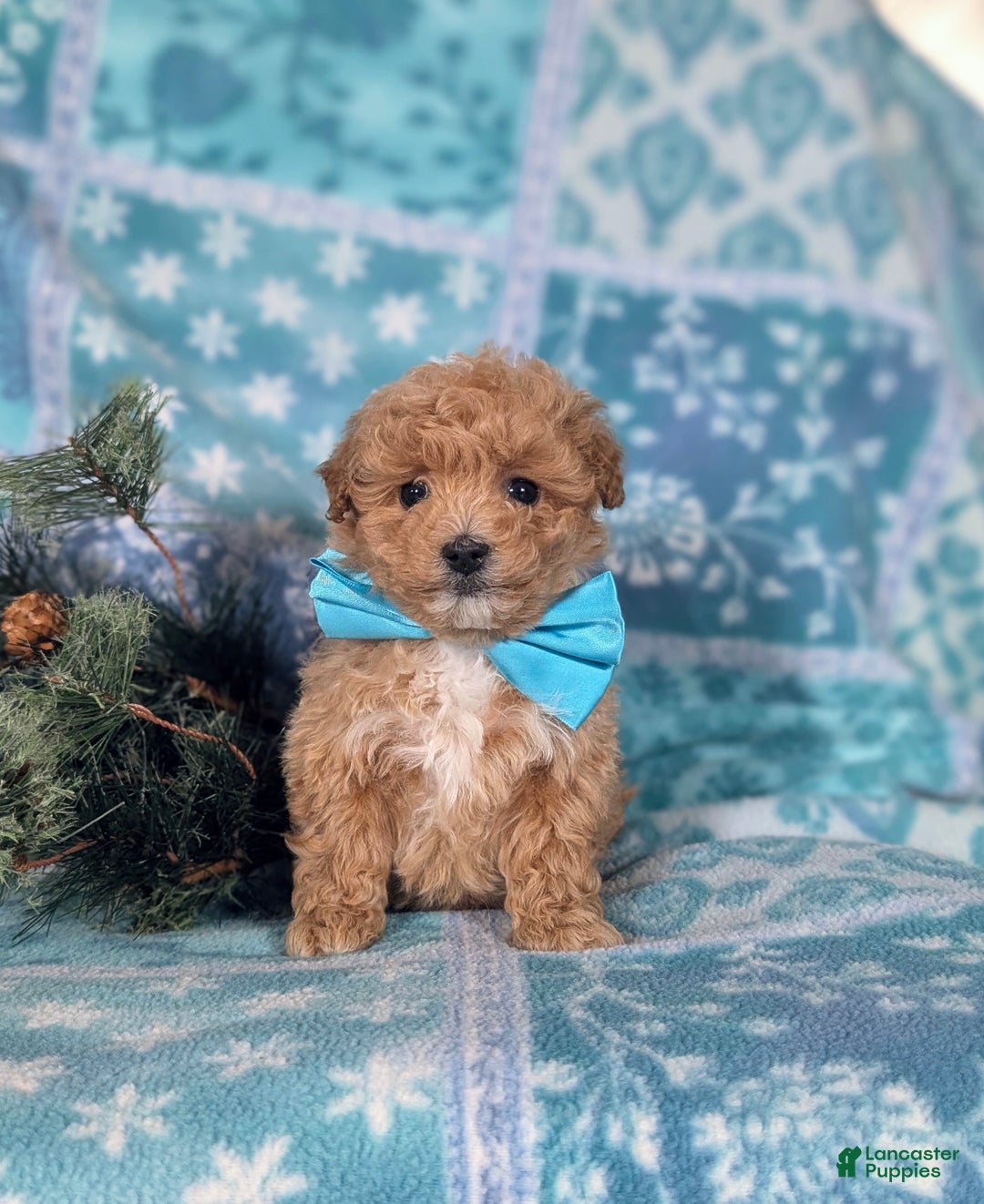 Havapoo dogs for sale: Blaine Ready for Christmas! - Ad 2