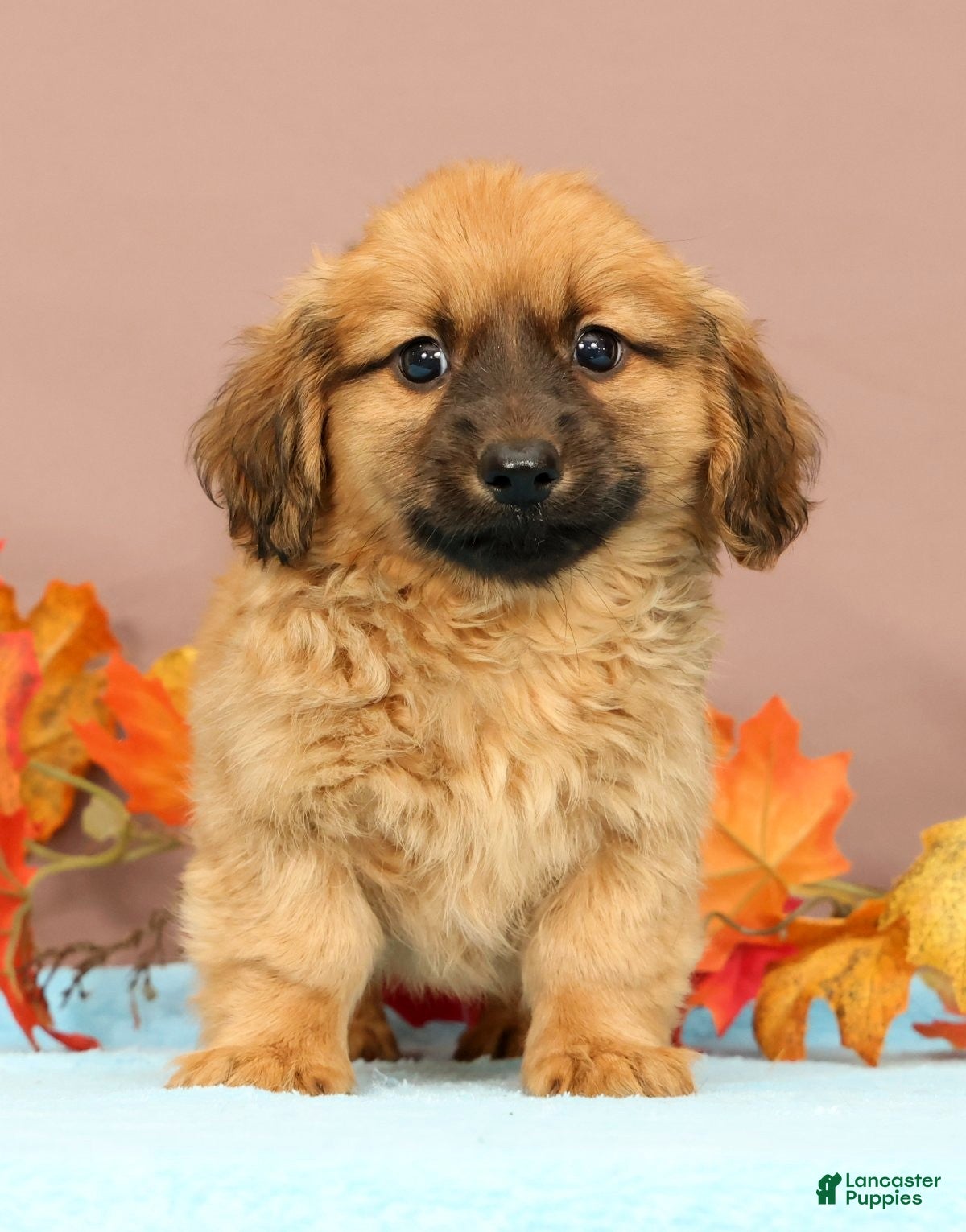 Miniature Dachshund dogs Ace - Ad 2