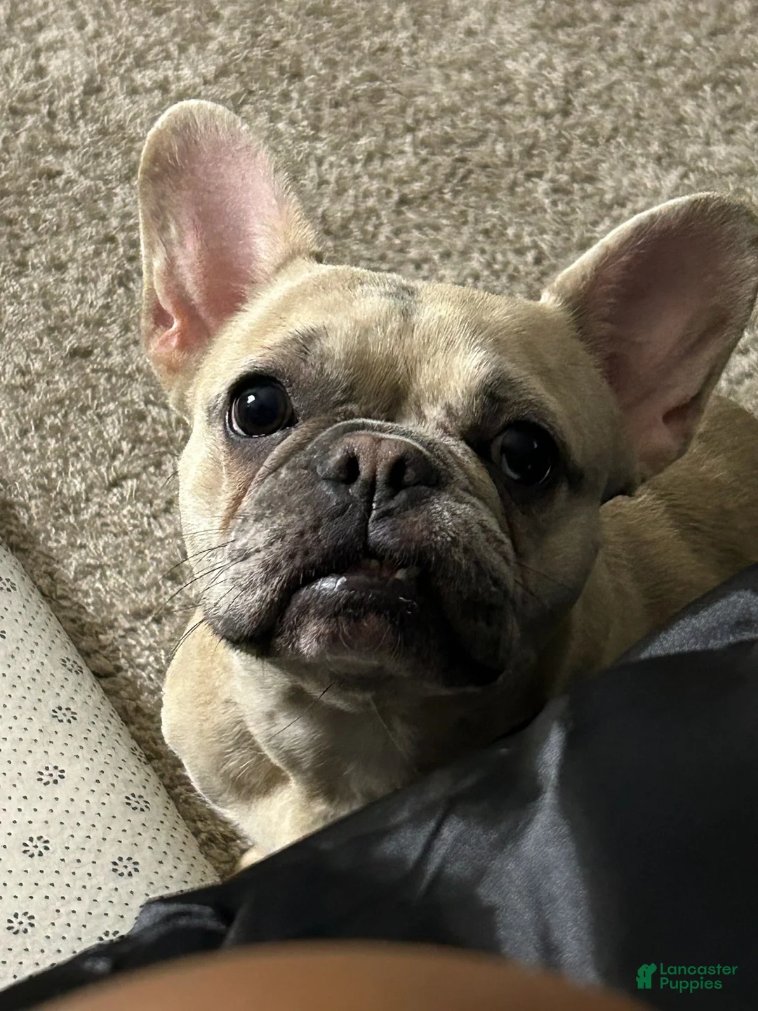 French Bulldog dogs for sale: Piglet  - Ad 6