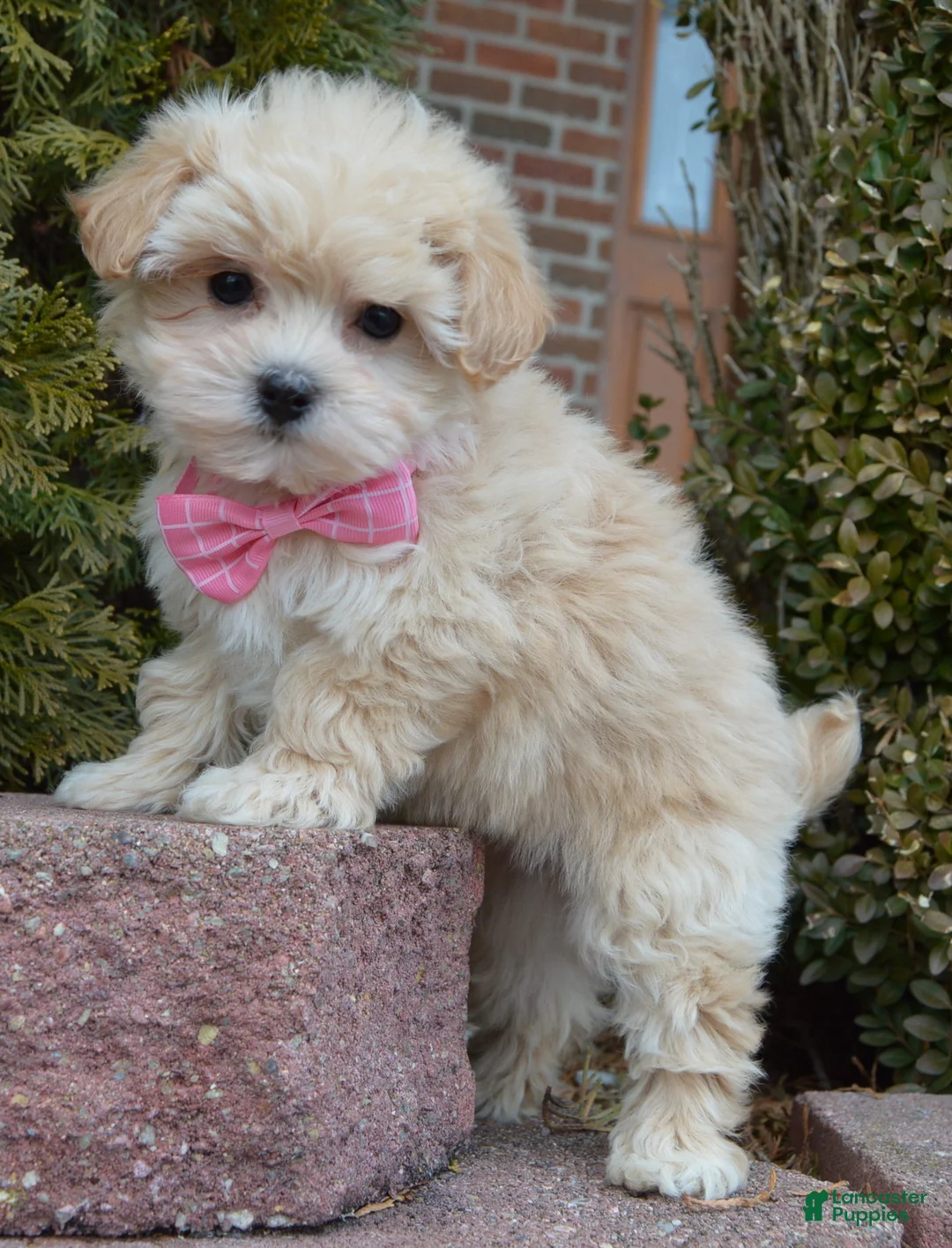 Maltipoo dogs for sale: Maggie - Ad 1