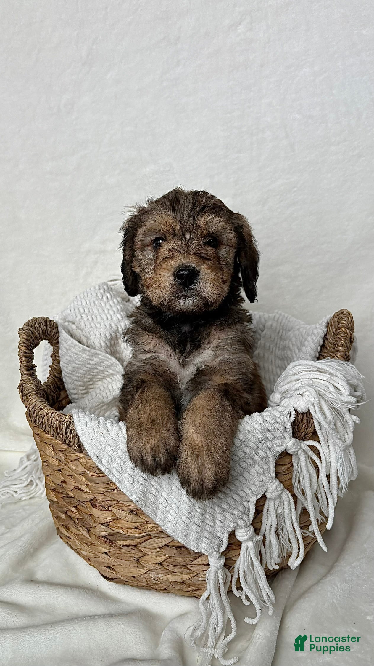 Bernedoodle dogs Sam - Ad 36