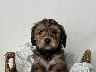 Bernedoodle dogs Sam - Ad 36