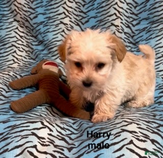 Mixed Breed dogs Harry - Ad 32