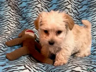 Mixed Breed dogs Harry - Ad 32