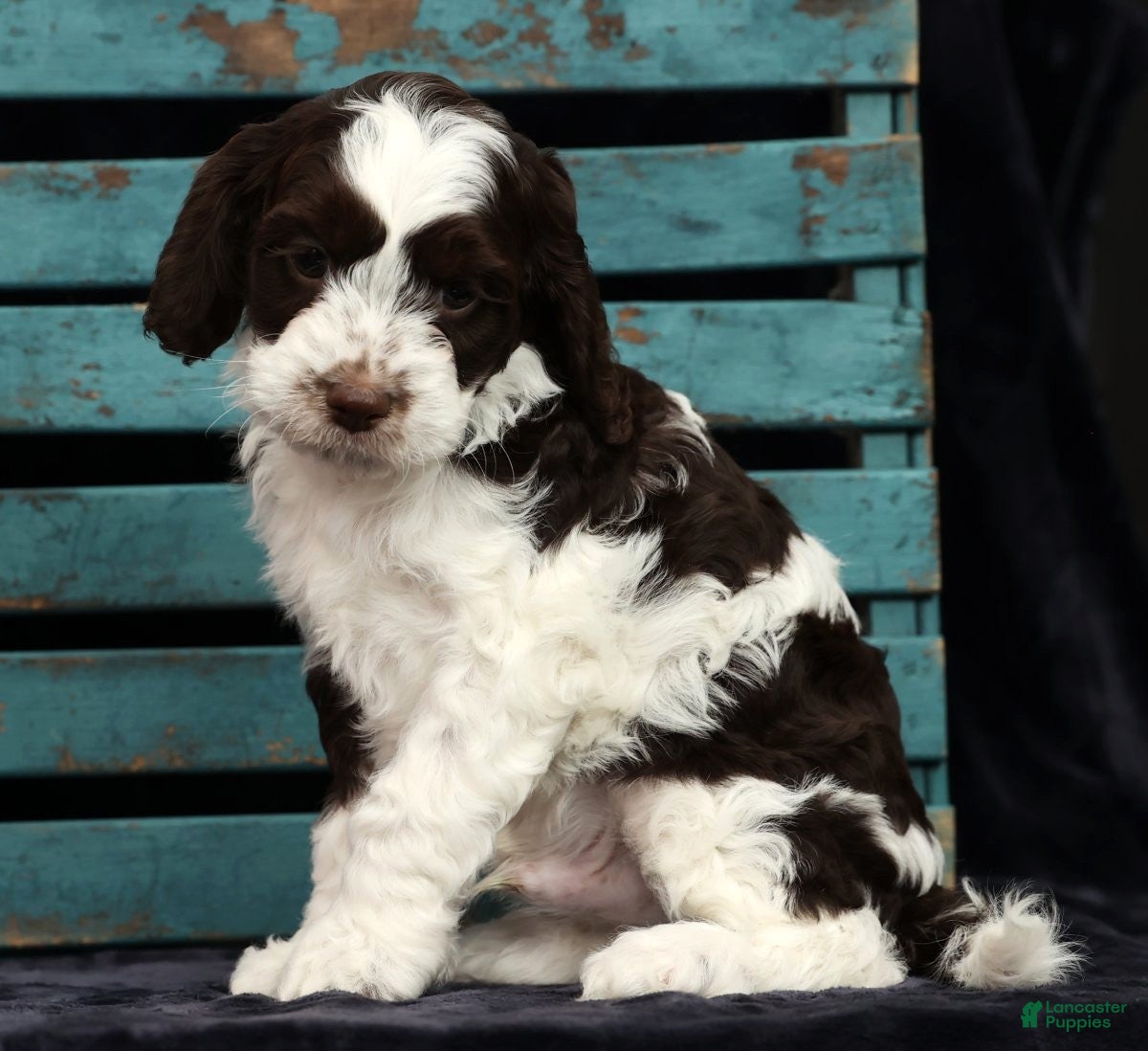 Cavapoo dogs Seth - Ad 4