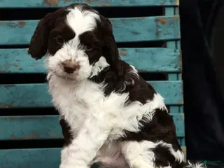 Cavapoo dogs Seth - Ad 28