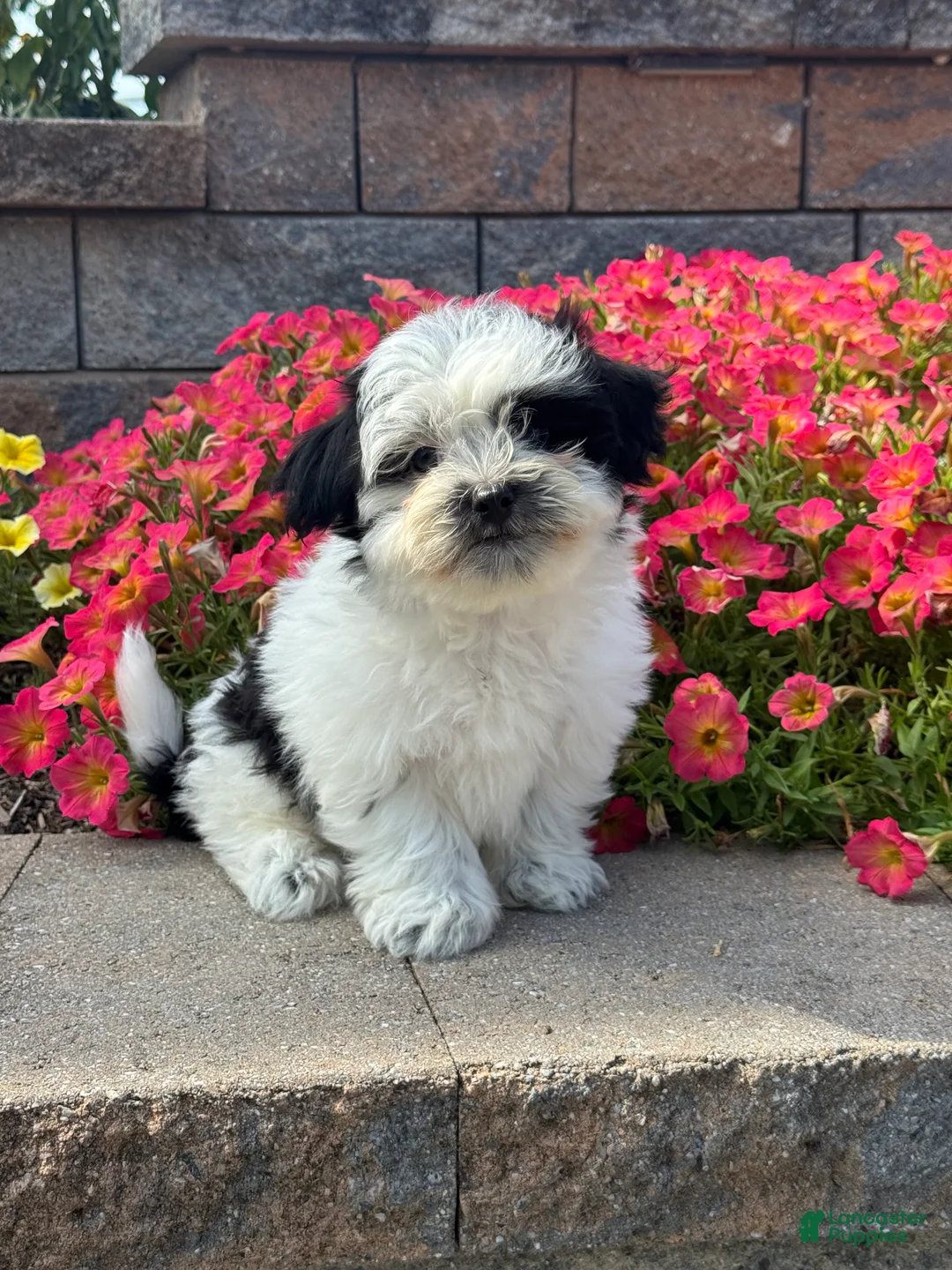 Mixed Breed dogs for sale: Abby - Ad 1