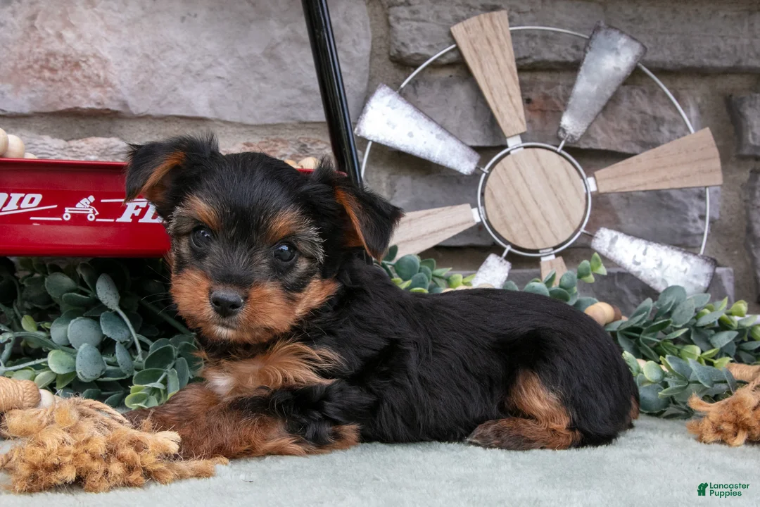 Yorkshire Terrier dogs for sale: Bentley - Ad 1