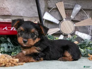 Yorkshire Terrier dogs for sale: Bentley - Ad 1