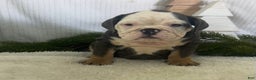 English Bulldog dogs for sale: Lindsay - Ad 9
