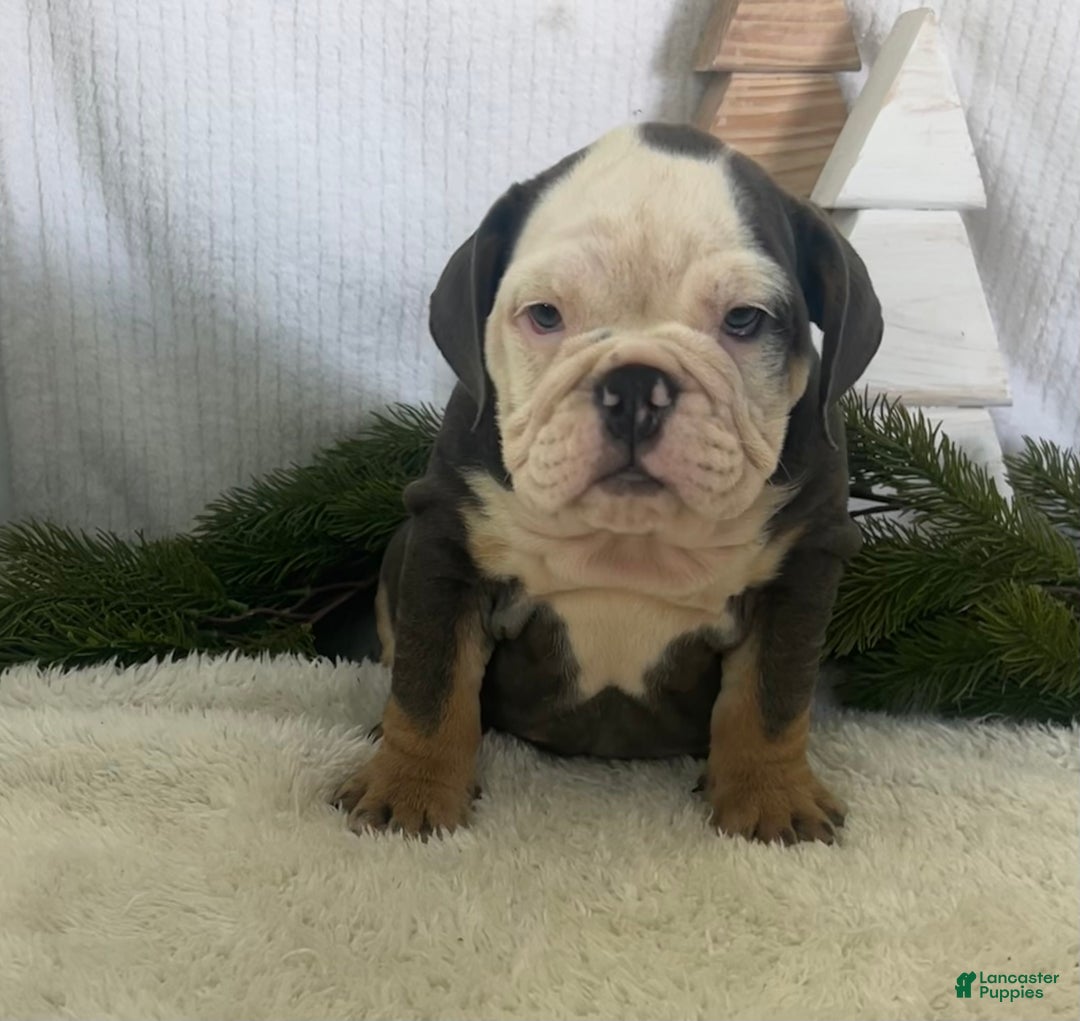 English Bulldog dogs for sale: Lindsay - Ad 9