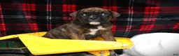 Boxer dogs for sale: Georgie - Ad 1